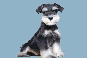 雪纳瑞缺钙吃什么