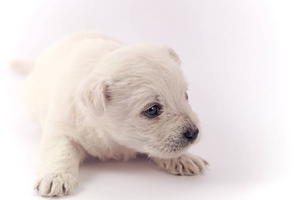 比熊到处拉尿怎么办