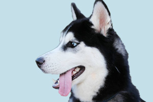 哈士奇什么时候繁殖