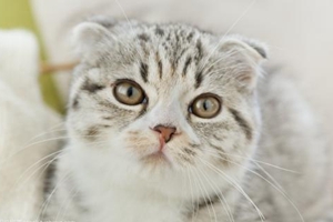 折耳猫应该吃什么