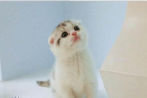 折耳猫如何饲养