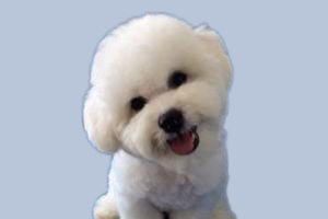 比熊不听话怎么办