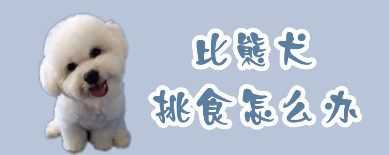 比熊犬挑食怎么办