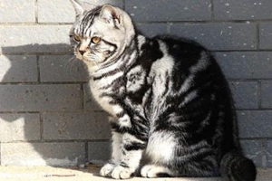 怎么养美短虎斑猫