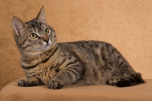 中华田园猫怎么变胖