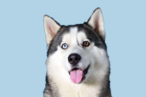 哈士奇缺点是什么