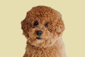 泰迪犬缺钙什么症状