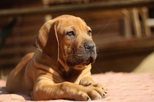 狗狗配种怀孕特征