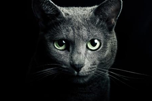 猫咪吃猫草的好处是什么