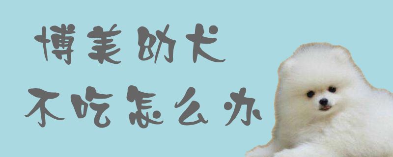 博美幼犬不吃怎么办1