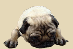 八哥犬换牙吃什么