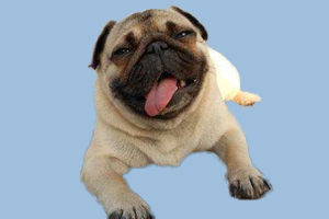 巴哥犬什么时候发情