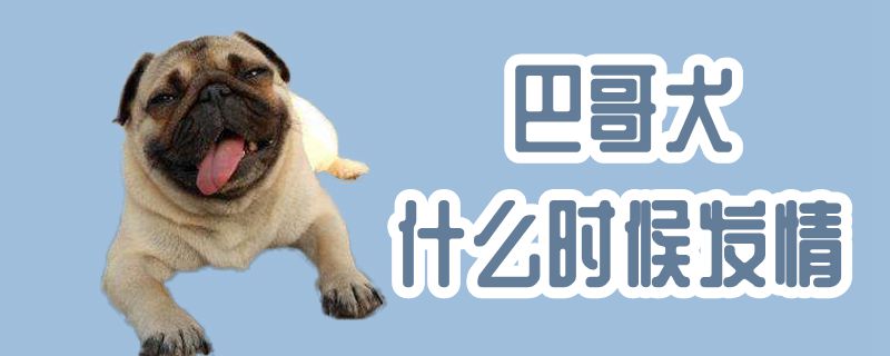 巴哥犬什麼時候發情