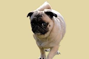 八哥犬换毛要多久