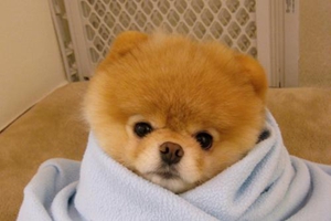 小狗生产后注意事项