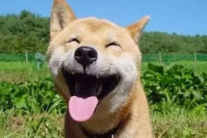 小狗生下来不会吃奶怎么办