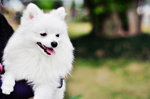 博美生产前征兆有哪些