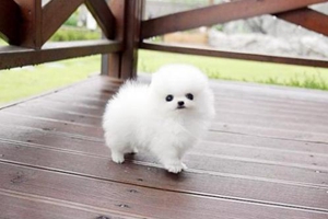 博美掉毛厉害怎么办