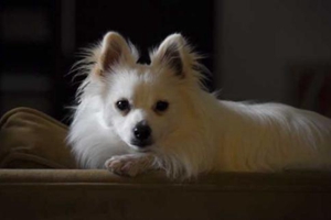 博美生小狗怎么剪脐带