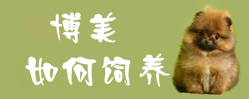 博美如何饲养1