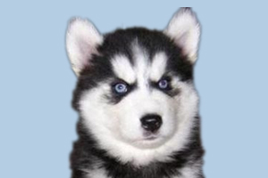 哈士奇有什么特点