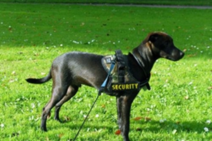 怎么纠正狗狗严重挑食