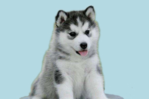 如何挑选哈士奇品相