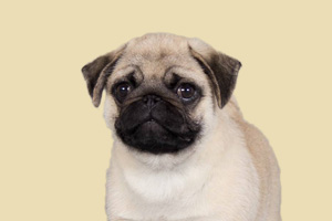 巴哥犬缺钙的表现是什么