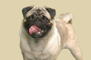 巴哥犬缺钙怎么办