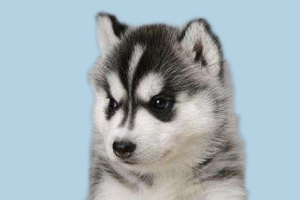 哈士奇幼犬不爱吃饭怎么办