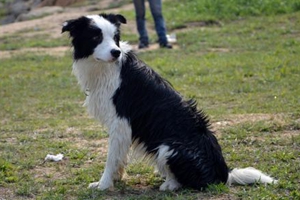 发情期狗狗注意事项