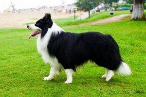 牧羊犬咬人怎么办