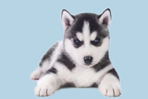 小哈士奇不吃饭怎么办