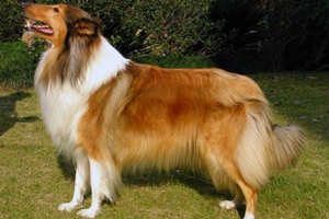 牧羊犬不吃东西怎么办