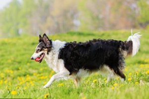 牧羊犬怎么洗澡