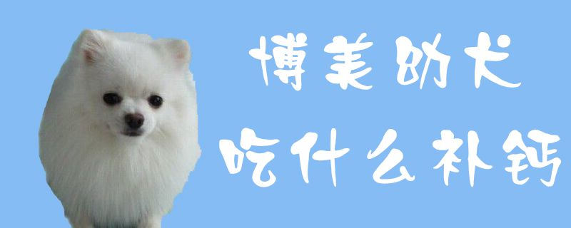 博美幼犬吃什么补钙1