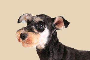 雪纳瑞挑食怎么办