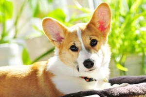 4个月的柯基犬怎么喂