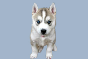 小哈士奇口臭怎么办