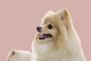 怀孕狗狗吃什么有营养