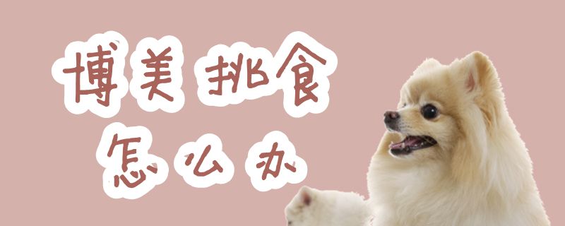 博美挑食怎么办