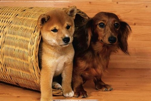 怎么纠正狗狗乱吃东西