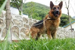 德牧发情前期是什么样