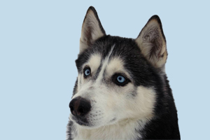 哈士奇换毛期多久