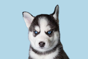 哈士奇幼犬怎么看年龄