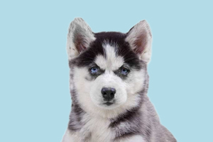 哈士奇什么时候立耳