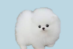 博美缺钙什么症状