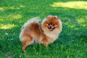 博美生产后注意事项