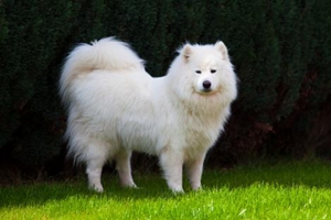 萨摩耶饲养注意事项