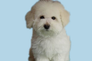 比熊缺钙什么症状